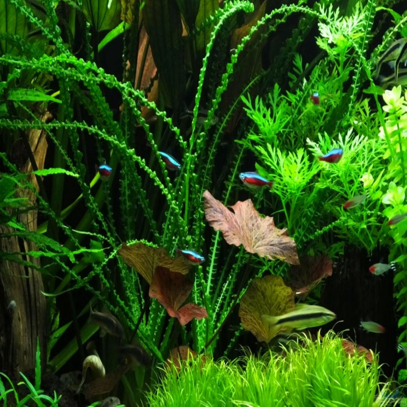龙鞭气泡王网草大卷浪玻璃浪草缸鱼缸造景后景大型水草稀有无需碳