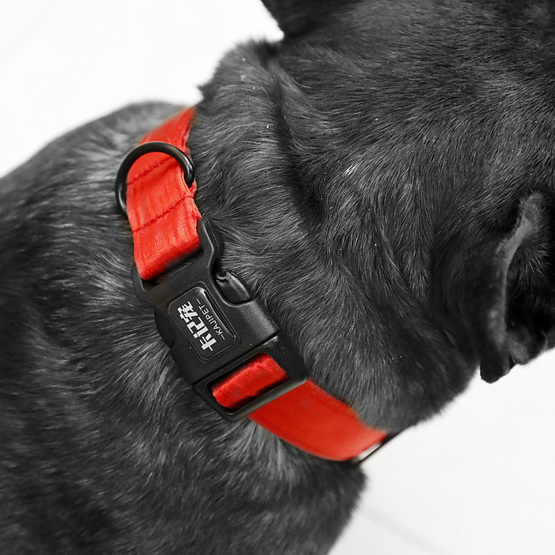 狗狗项圈牵引绳铃铛泰迪法斗金毛中大小型犬脖圈遛狗绳子宠物用品