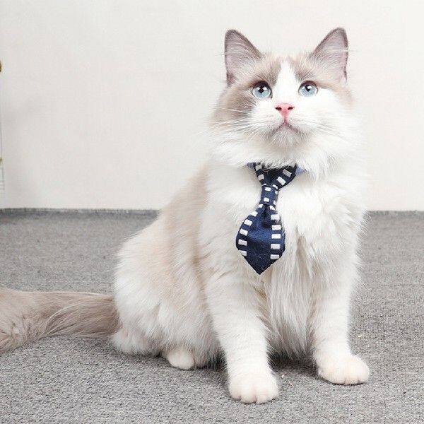 Pet Dog Collar Adjustable Buckle Universal Dog Fashion