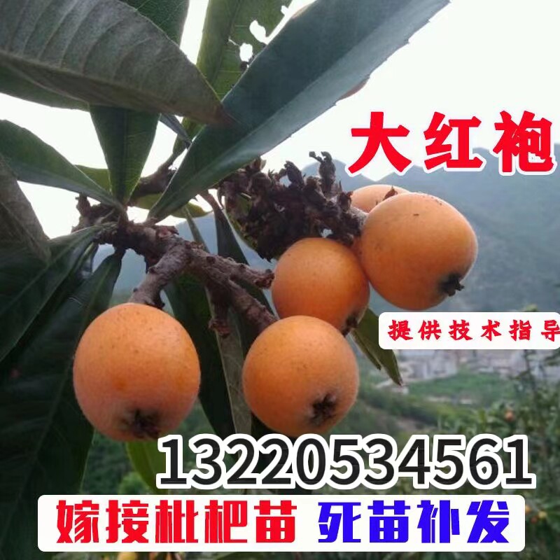 大红袍枇杷果树苗正品嫁接苗耐寒品种南北种植盆栽地栽枇杷果苗