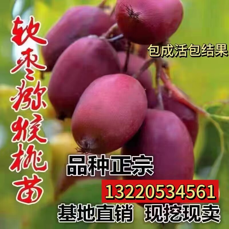 猕猴桃树果苗嫁接红色九月软枣猕猴桃苗爬藤红心奇异莓软枣子树苗