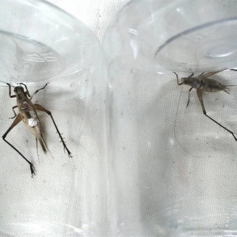 罕见的口哨蛉连口大金蟋大宝塔蛉 叫声悦耳特色鸣虫爬宠蟋蟀螽斯