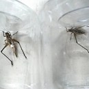 罕见 叫声悦耳特色鸣虫爬宠蟋蟀螽斯 口哨蛉连口大金蟋大宝塔蛉