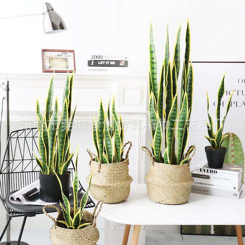 现货直发仿真金边虎皮兰蝴蝶兰盆栽假绿植装饰热带沙漠仿生植室内