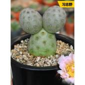 花田舍 习志野仙人球 自根开花团扇属精养贵货无刺多肉植物小盆栽