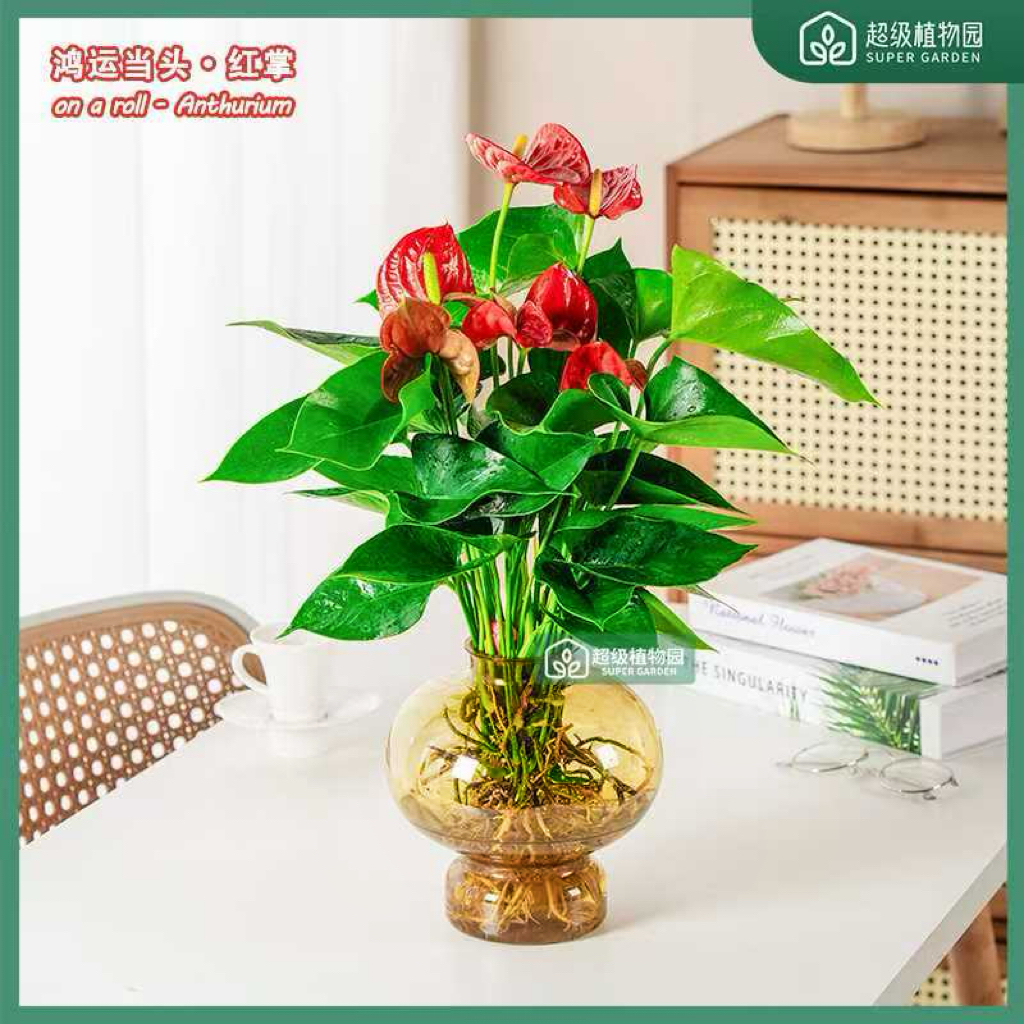 【带花发货】水培红掌室内客厅好养易活花卉四季绿植两株苗