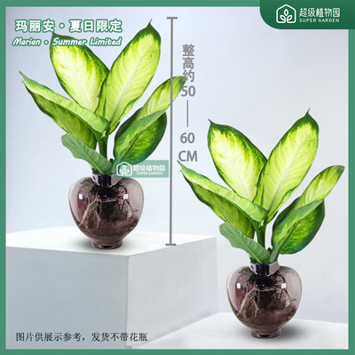 【不带花瓶发货】水培玛丽安盆栽耐阴植物客厅净化空气好养绿植