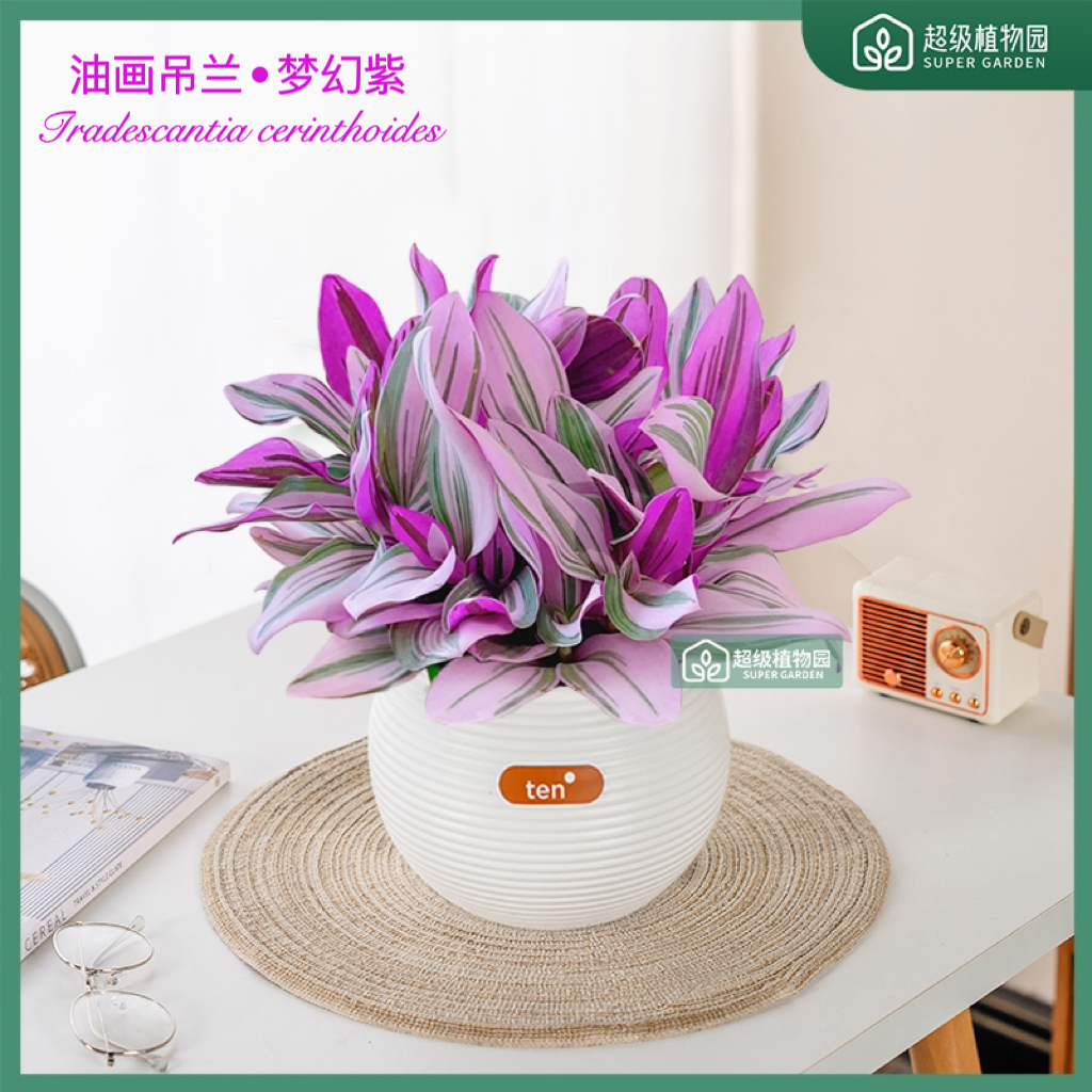 油画婚礼吊兰花卉办公室内阳台送礼四季好养净化空气美观绿植盆栽