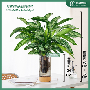 青纹竹芋盆栽室内耐阴观叶植物客厅办公室四季常青净化空气绿植