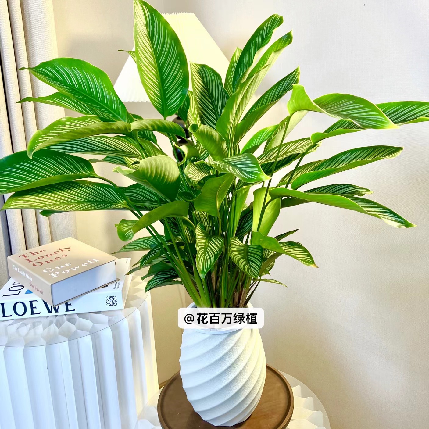 青纹竹芋彩叶竹芋耐阴观叶绿植室内办公室客厅盆栽四季常青植物
