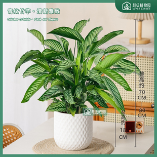 青纹竹芋观叶盆栽室内耐阴净化空气植物客厅办公室四季好养绿植