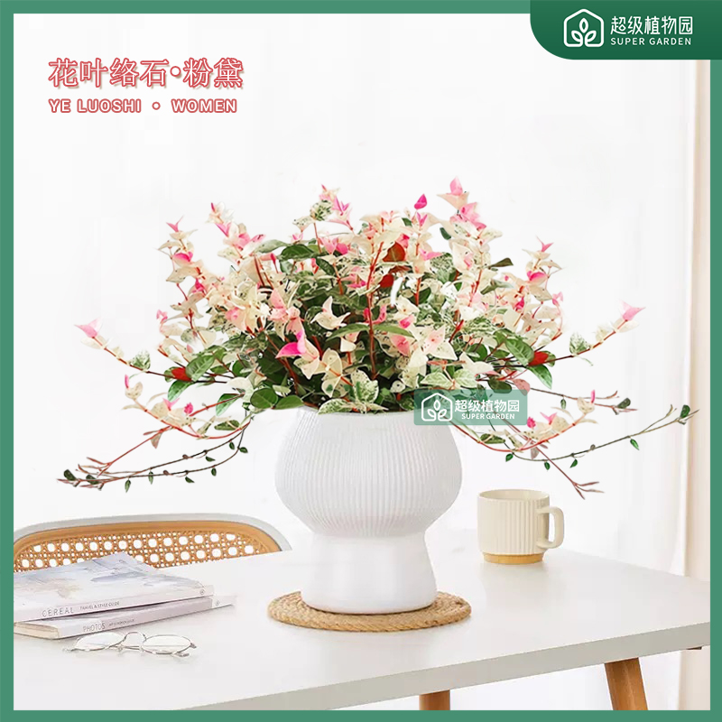 花叶络石彩叶缤纷植物盆栽室内客厅观叶盆景办公室四季好养绿植