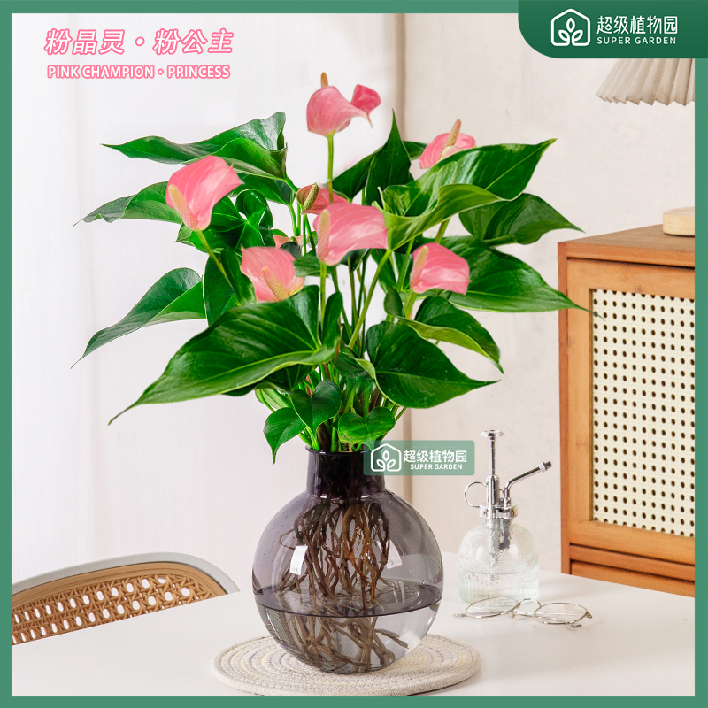 【带花发货两株苗】粉掌盆栽水培植物室内好养易活花卉四季绿植