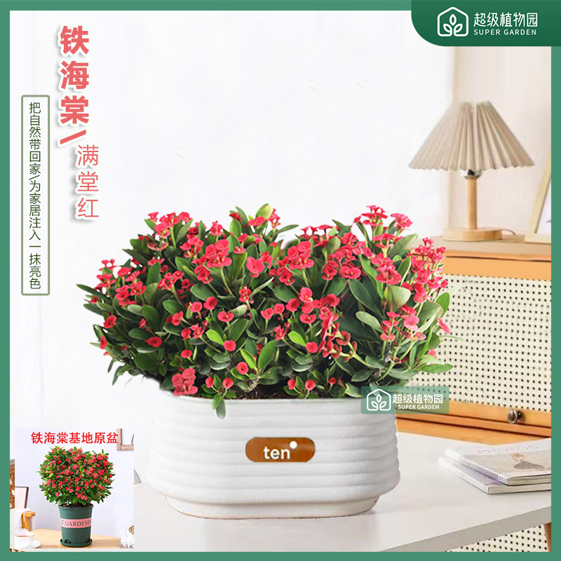 铁海棠虎刺梅花卉盆栽室内植物客厅办公室花开不断四季花卉绿植