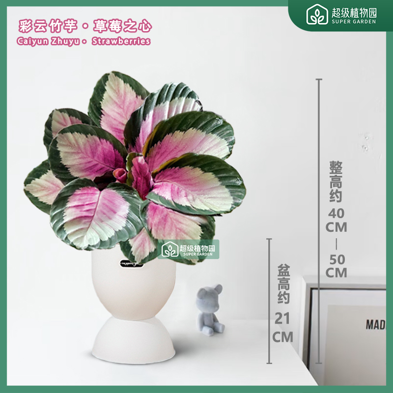 彩云竹芋草莓之心观叶盆栽室内耐阴客厅净化空气办公室四季绿植
