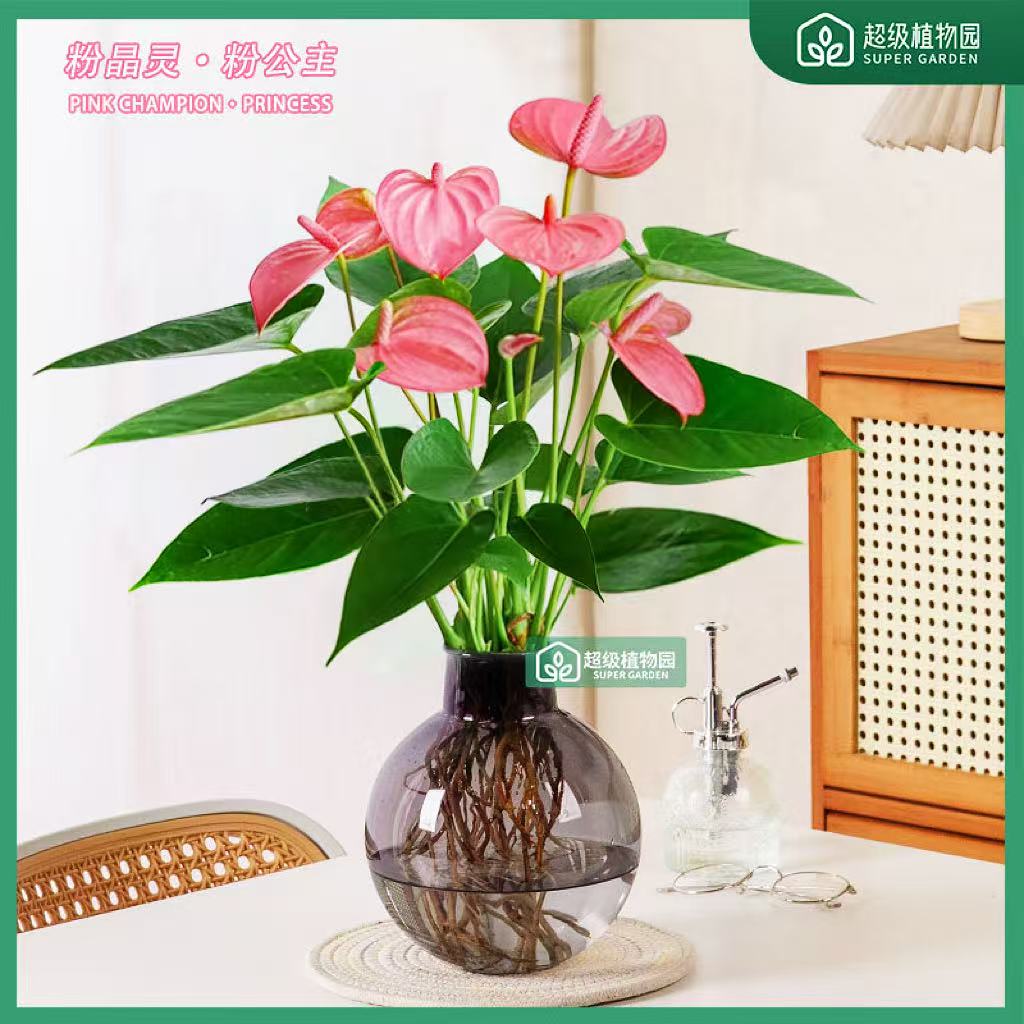 【带花发货两株苗】粉掌盆栽水培植物室内好养易活花卉四季绿植