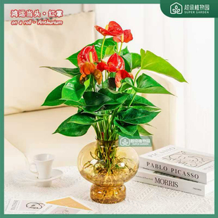【带花发货】水培红掌花卉盆栽室内客厅办公室净化空气植物绿植