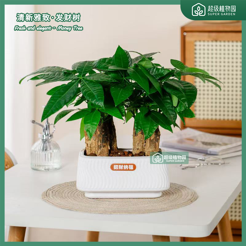 【六杆发财树】发财树物四季常青开业招财桌面摆件盆景绿植盆栽