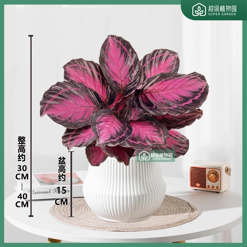 红玫瑰竹芋幸运女神盆栽室内喜阴好养植物净化空气彩叶芋 - 封面