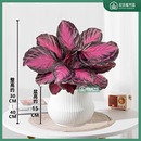 紅玫瑰竹芋幸運(yùn)女神盆栽室內(nèi)喜陰好養(yǎng)植物凈化空氣彩葉芋