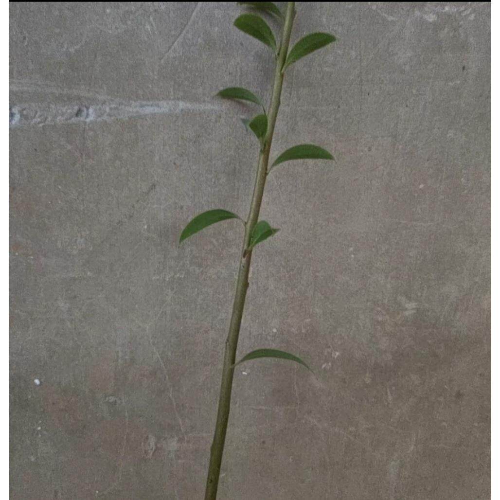 盆景素材盆栽花卉