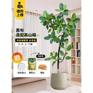 老桩高山榕青叶橡皮树办公室内客厅落地盆栽展厅观叶造型常青绿植