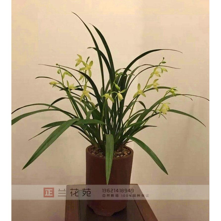 荷花素大荷素 素雅花大浓香 建兰四季兰花苗花多 花期长