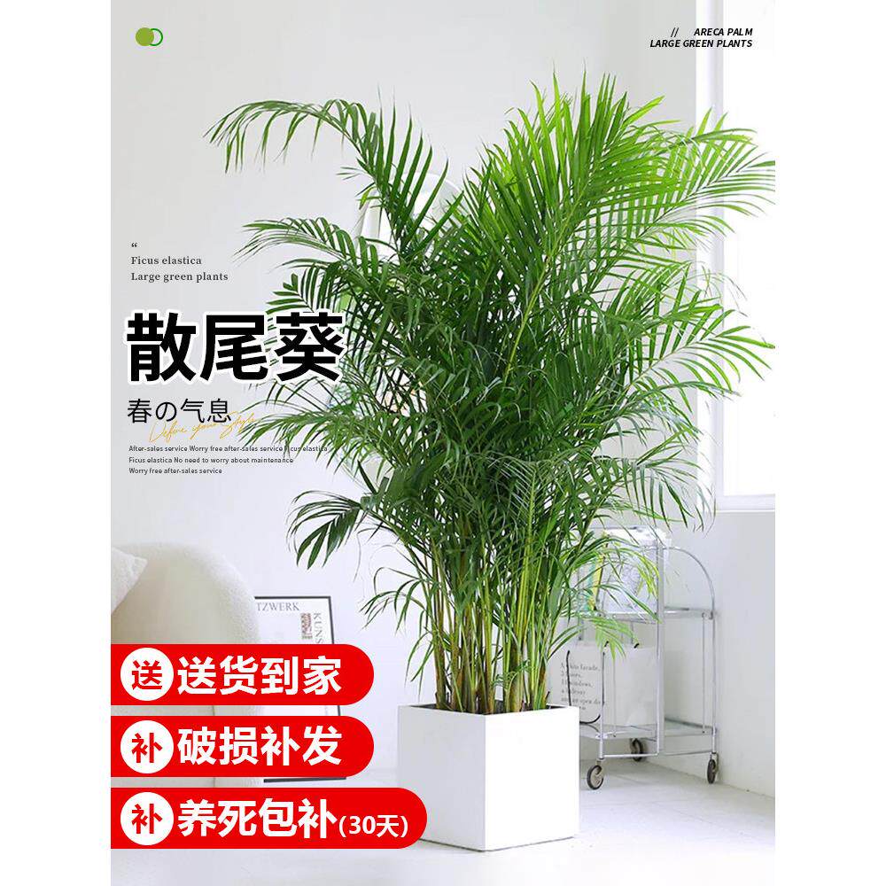 散尾葵植物盆栽客厅绿植室内大型凤尾竹办公室高级花卉四季好养活