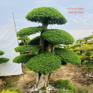 对接白蜡造型树罗汉松造型树黄杨造型树庭院别墅种植白蜡盆景树