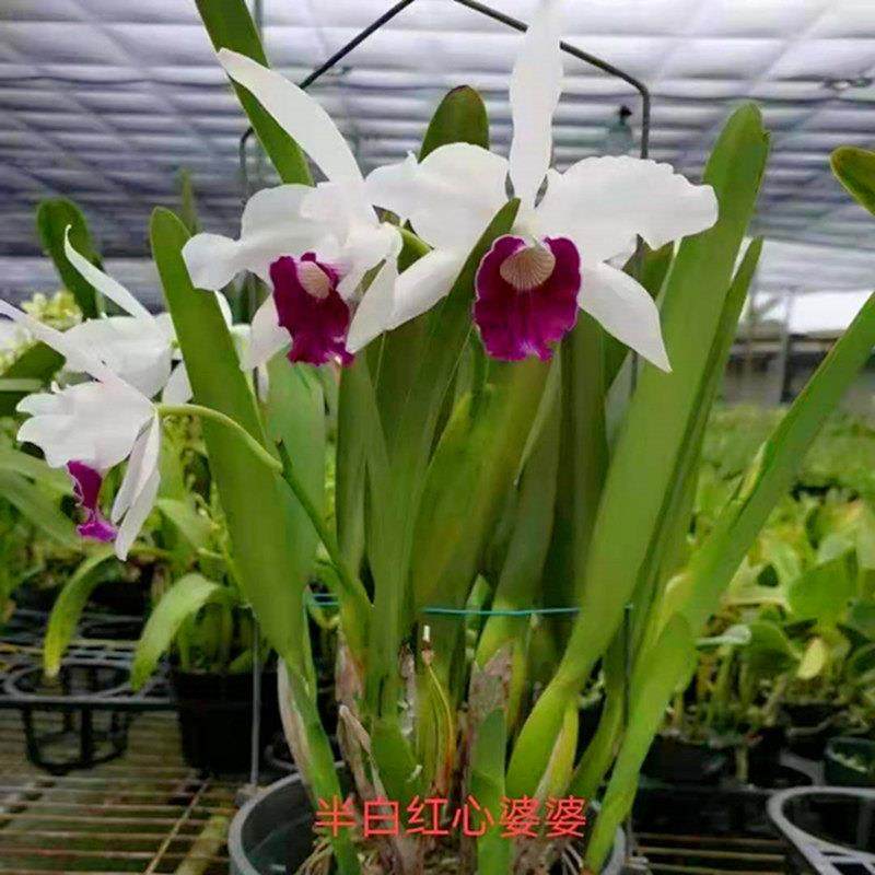 多年生卡特兰花苗花期不定洋兰花盆栽附生兰绿植浓香大花卡特兰苗,鲜花速递/花卉仿真/绿植园艺,时令草本花卉,淘宝优惠券,粉丝福利购,淘宝优惠卷