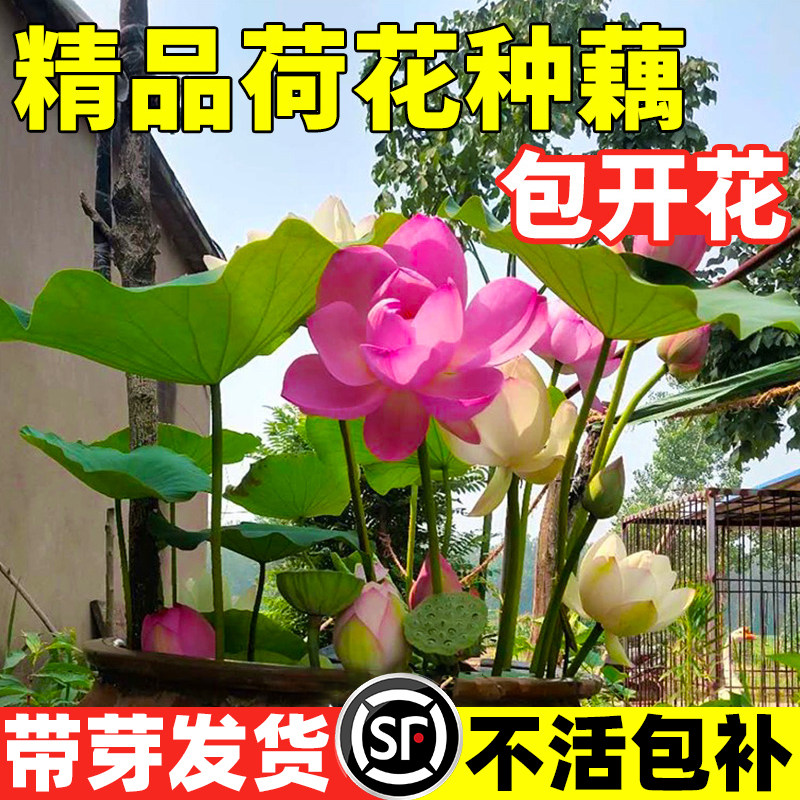 热销荷花种藕盆栽观赏水养莲花缸栽莲藕根苗池塘碗莲睡莲花卉水生