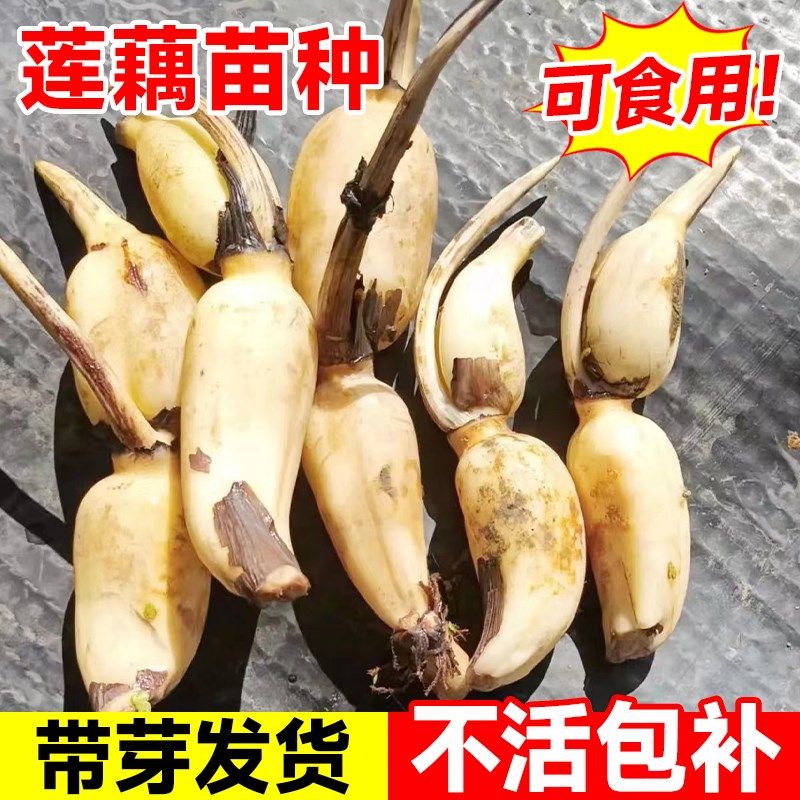 热销荷花藕种观赏盆栽水养莲花缸栽莲藕苗鱼池塘水生植物花卉碗莲
