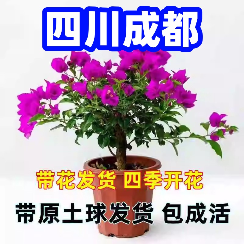四川三角梅盆栽四季开花树苗云南紫爬藤重瓣带原土庭院勤花阳台