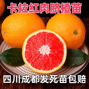 四川卡拉红肉脐橙苗塔罗科玫瑰红血橙树苗嫁接地栽盆栽果树果苗