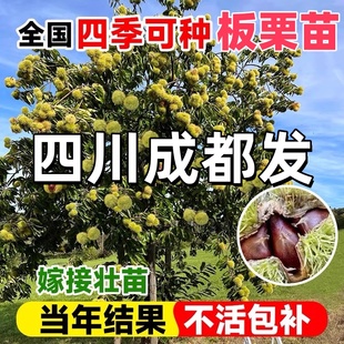 四川板栗树苗大红袍油板栗当年结果盆栽地栽南北庭院种植果树果苗