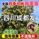 四川板栗树苗大红袍油板栗当年结果盆栽地栽南北庭院种植果树果苗