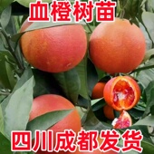 四川成都血橙树苗塔罗科玫瑰血橙子苗盆栽地载南北方种植当年结果