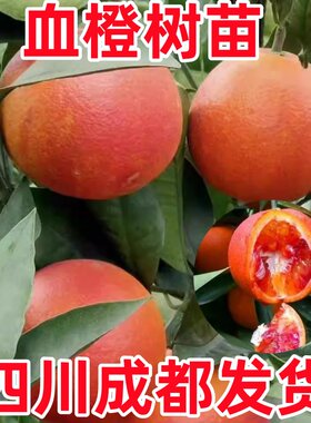 四川成都血橙树苗塔罗科玫瑰血橙子苗盆栽地载南北方种植当年结果