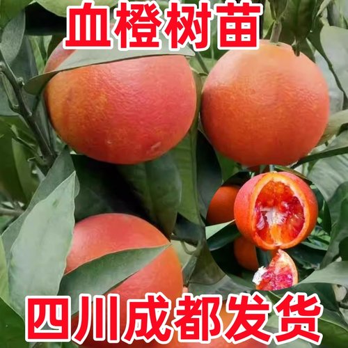 四川成都血橙树苗塔罗科玫瑰血橙子苗盆栽地载南北方种植当年结果