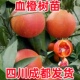 四川成都血橙树苗塔罗科玫瑰血橙子苗盆栽地载南北方种植当年结果