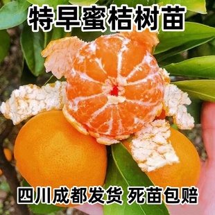 四川特早熟黄岩蜜桔苗桔子树苗橘子蜜桔果树果苗南北方庭院种植