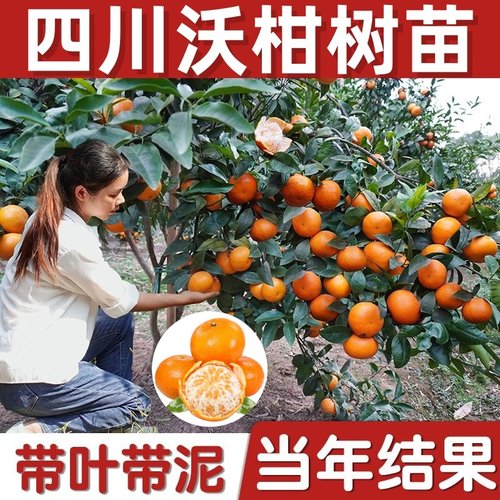 沃柑树苗正宗091嫁接橘子果树果苗南北方种植地栽盆栽当年结果