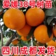 四川成都爱媛38号树苗红美人果冻橙苗盆栽柑橘树果树果苗当年结果