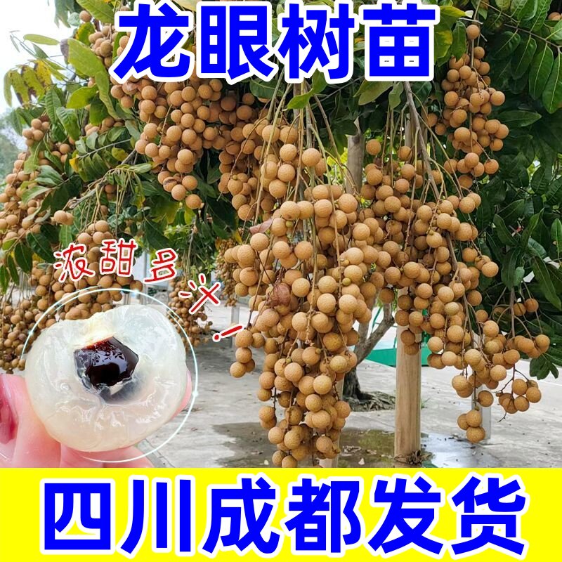 四川桂圆苗嫁接苗正宗龙眼苗石硖储良四季蜜龙眼果树果苗带叶带土