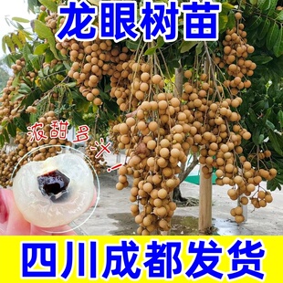 四川桂圆苗嫁接苗正宗龙眼苗石硖储良四季蜜龙眼果树果苗带叶带土