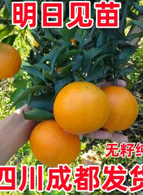 明日见柑橘苗嫁接苗纯甜无酸新品种树苗南北方种植当年结果果苗