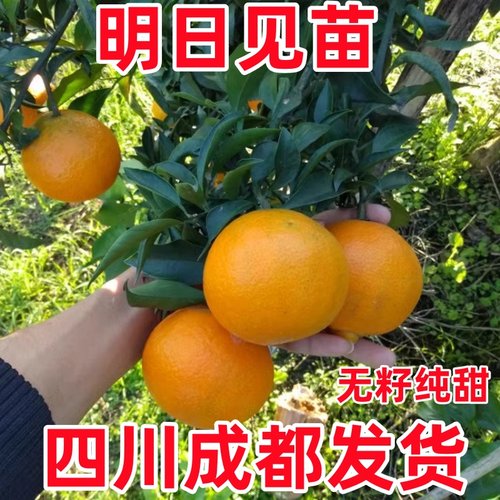 明日见柑橘苗嫁接苗纯甜无酸新品种树苗南北方种植当年结果果苗