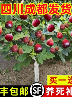 四川成都特大无花果树苗盆栽地栽无花果苗波姬红南北方庭院种植