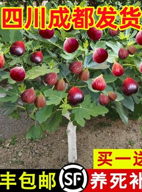四川成都特大无花果树苗盆栽地栽无花果苗波姬红南北方庭院种植