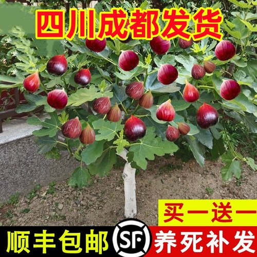 四川成都特大无花果树苗盆栽地栽无花果苗波姬红南北方庭院种植